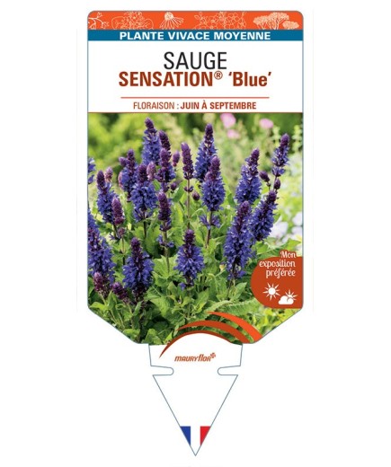 SAUGE SENSATION® Blue