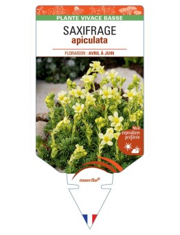 SAXIFRAGA APICULATA (jaune)