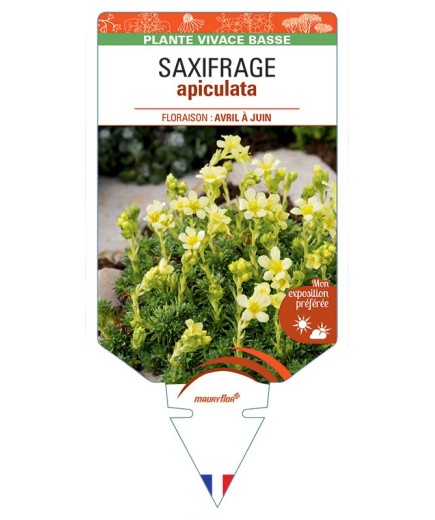 SAXIFRAGA APICULATA (jaune)