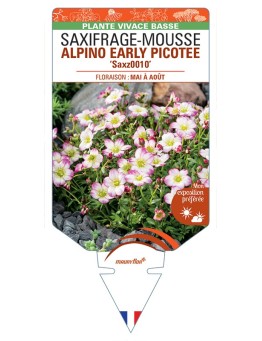 SAXIFRAGA arendsii ALPINO EARLY PICOTEE voir Saxifrage-Mousse