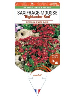 SAXIFRAGA arendsii Higjlander Red voir Saxifrage-Mousse