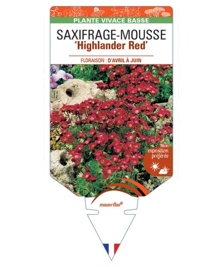 SAXIFRAGA arendsii Higjlander Red voir Saxifrage-Mousse