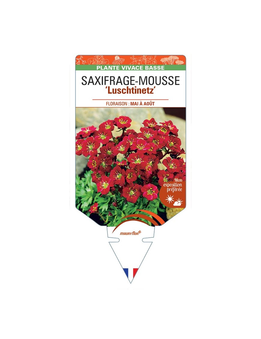 SAXIFRAGA arendsii Luschtinetz voir Saxifrage-Mousse