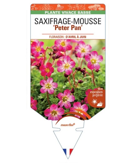 SAXIFRAGA arendsii Peter Pan voir Saxifrage-Mousse