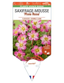 SAXIFRAGA arendsii Pixie (rose) voir Saxifrage-Mousse