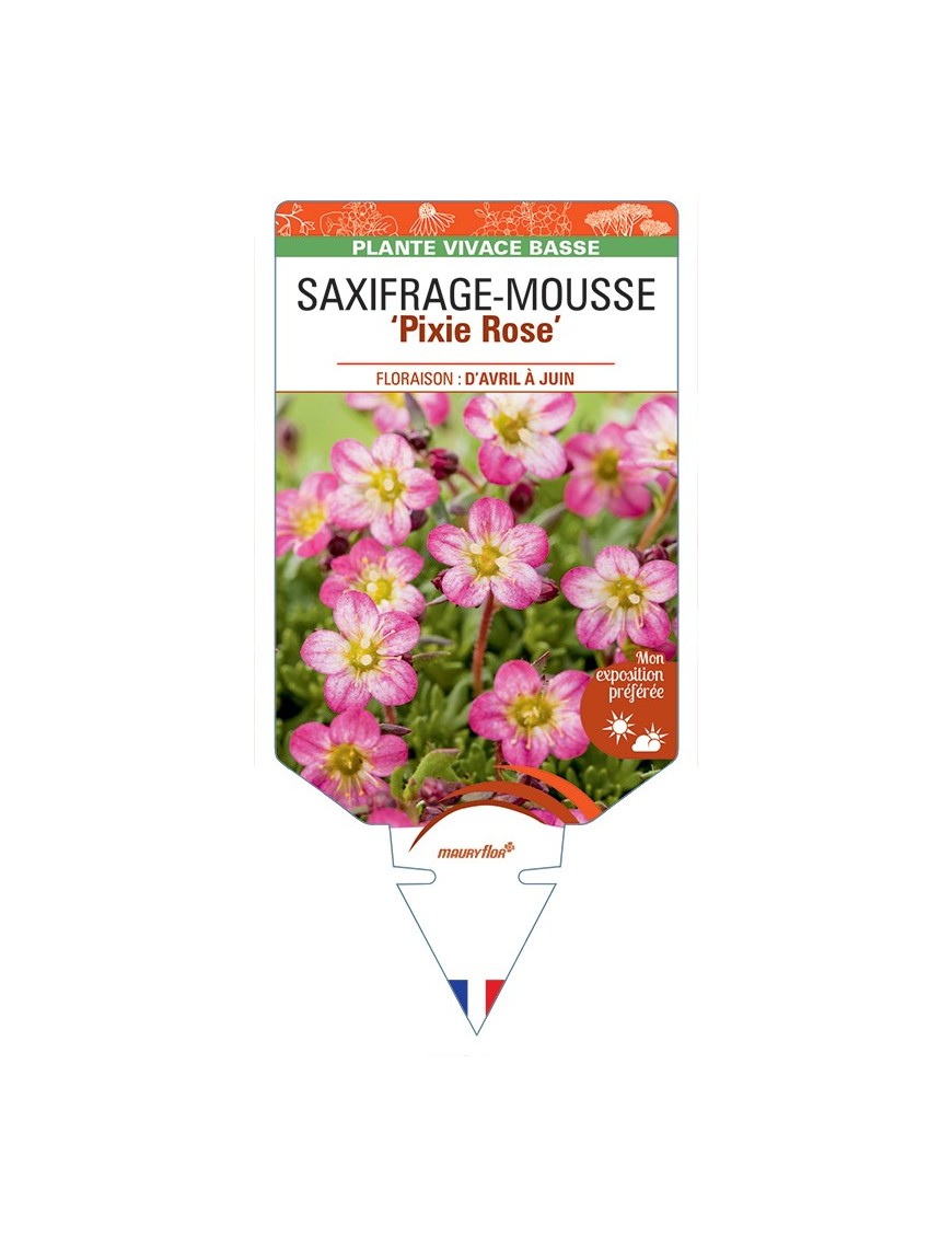 SAXIFRAGA arendsii Pixie (rose) voir Saxifrage-Mousse