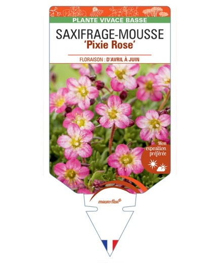 SAXIFRAGA arendsii Pixie (rose) voir Saxifrage-Mousse