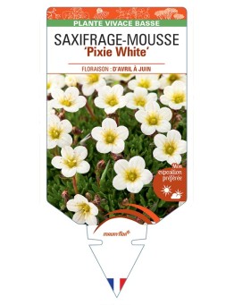 SAXIFRAGA arendsii Pixie White voir Saxifrage-Mousse