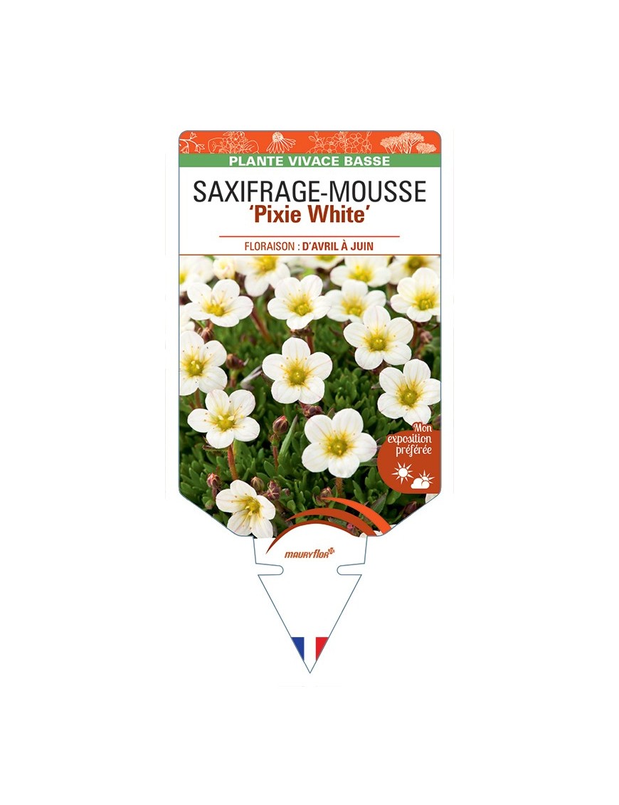 SAXIFRAGA arendsii Pixie White voir Saxifrage-Mousse