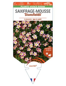 SAXIFRAGA arendsii Stansfieldii voir Saxifrage-Mousse