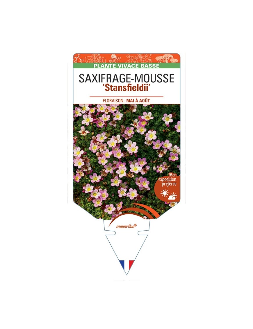SAXIFRAGA arendsii Stansfieldii voir Saxifrage-Mousse