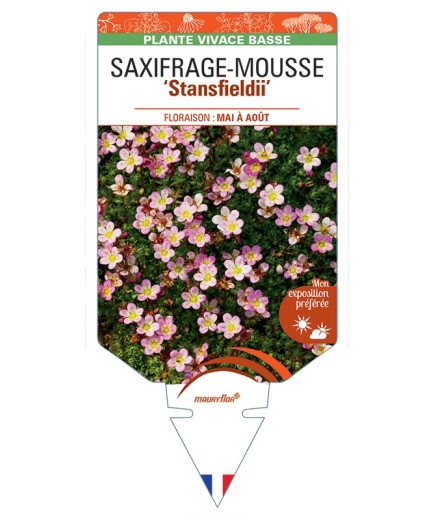 SAXIFRAGA arendsii Stansfieldii voir Saxifrage-Mousse