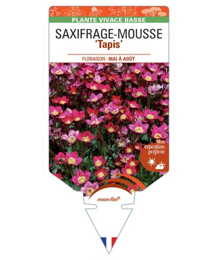 SAXIFRAGA arendsii Tapis voir Saxifrage-Mousse
