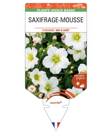 SAXIFRAGA arendsii voir Saxifrage-Mousse (blanc)