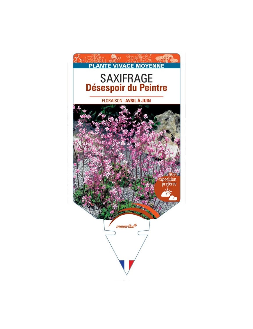 SAXIFRAGA UMBROSA DÉSESPOIR DU PEINTRE