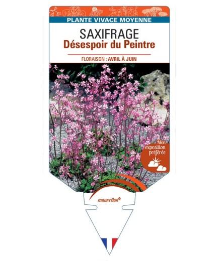 SAXIFRAGA UMBROSA DÉSESPOIR DU PEINTRE
