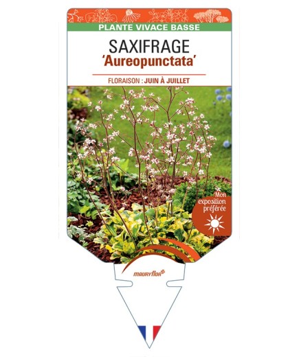 SAXIFRAGA x urbium Aureopunctata voir Saxifrage