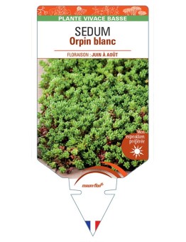 SEDUM album voir Orpin blanc *