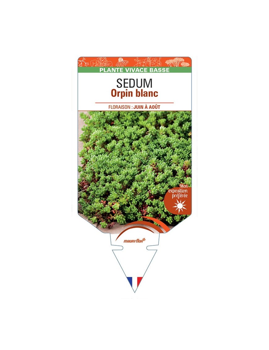 SEDUM album voir Orpin blanc *