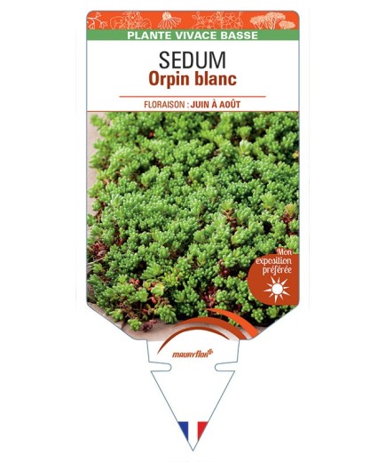 SEDUM album voir Orpin blanc *