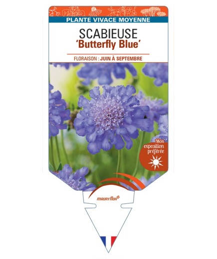SCABIOSA columbaria Butterfly Blue voir Scabieuse