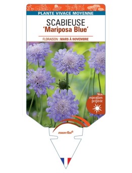 SCABIOSA columbaria Mariposa Blue voir Scabieuse