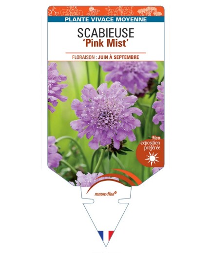 SCABIOSA columbaria Pink Mist voir Scabieuse