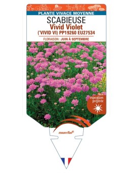 SCABIOSA columbaria Vivid Violet voir Scabieuse