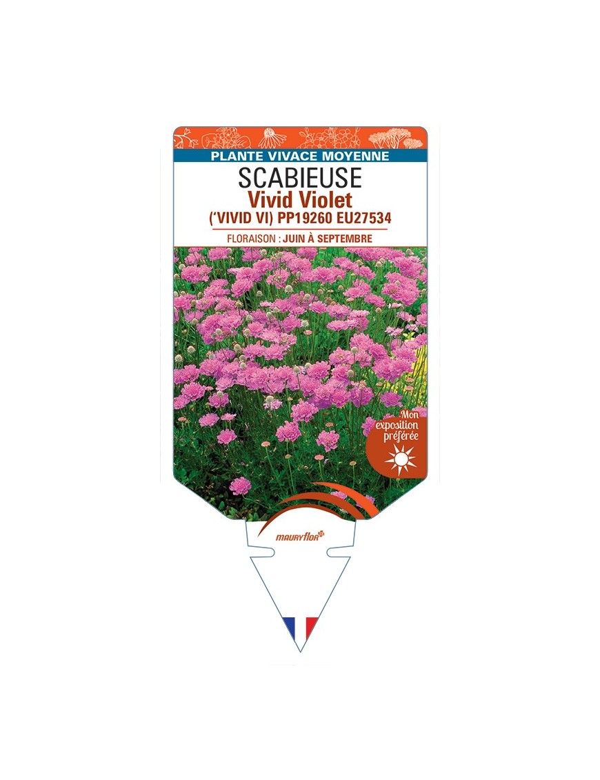SCABIOSA columbaria Vivid Violet voir Scabieuse