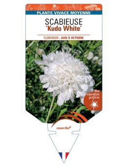 SCABIOSA incisa Kudo White voir Scabieuse