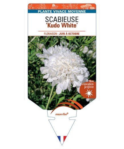 SCABIOSA incisa Kudo White voir Scabieuse