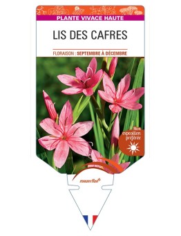 SCHIZOSTYLIS coccinea voir Lis des Cafres (rose)