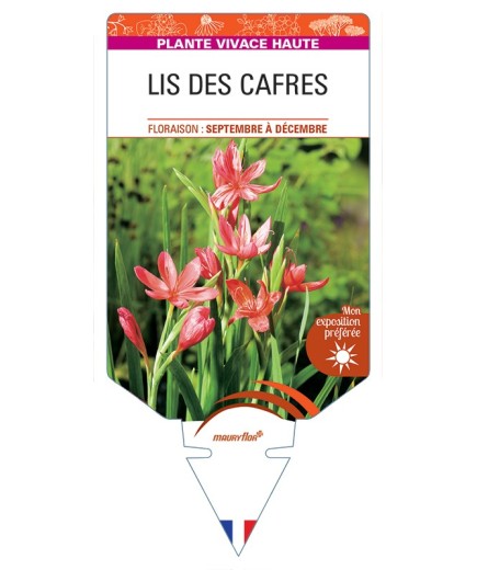 SCHIZOSTYLIS coccinea voir Lis des Cafres (rouge)