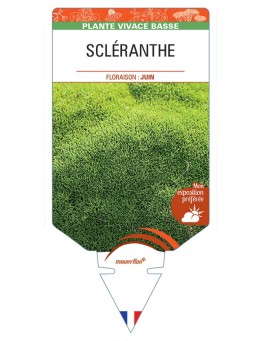 SCLERANTHUS uniflorus voir Scléranthe