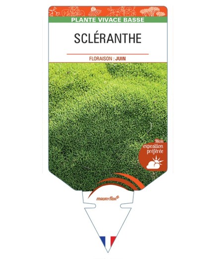 SCLERANTHUS uniflorus voir Scléranthe