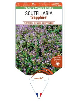 SCUTELLARIA Sapphire