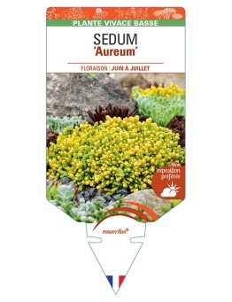 SEDUM (acre) Aureum