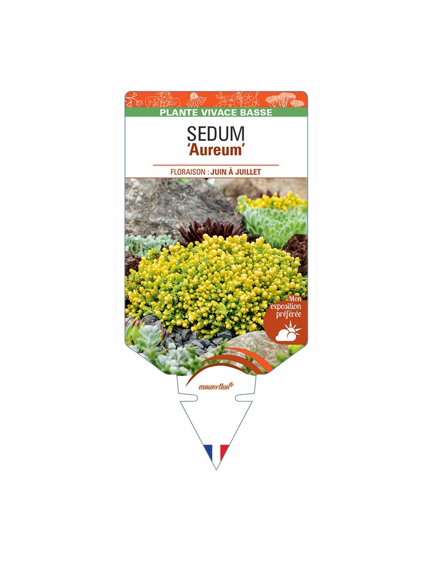 SEDUM (acre) Aureum