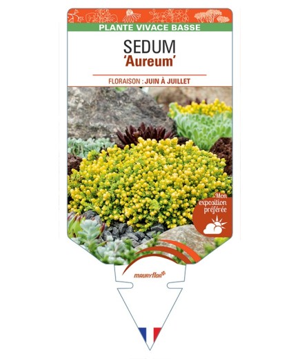 SEDUM (acre) Aureum