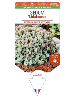 SEDUM (cauticola) Lidakense