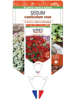 SEDUM (cauticolum) Rose