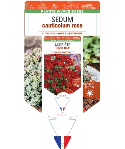 SEDUM (cauticolum) Rose