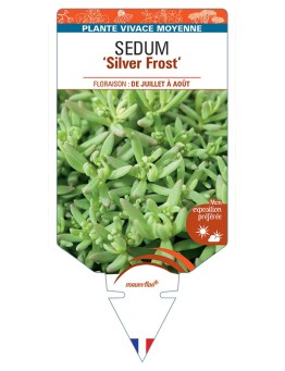 SEDUM (nevii) Silver Frost