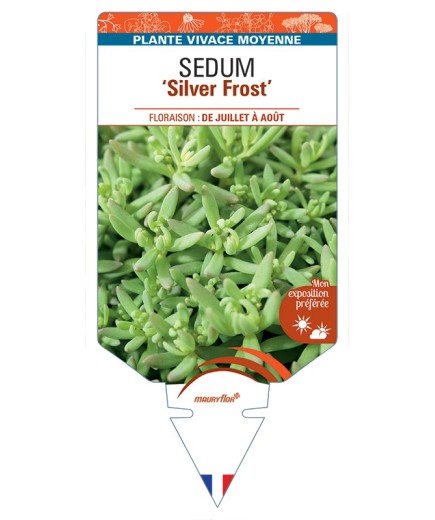 SEDUM (nevii) Silver Frost