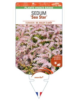 SEDUM (pulchellum) Sea Star