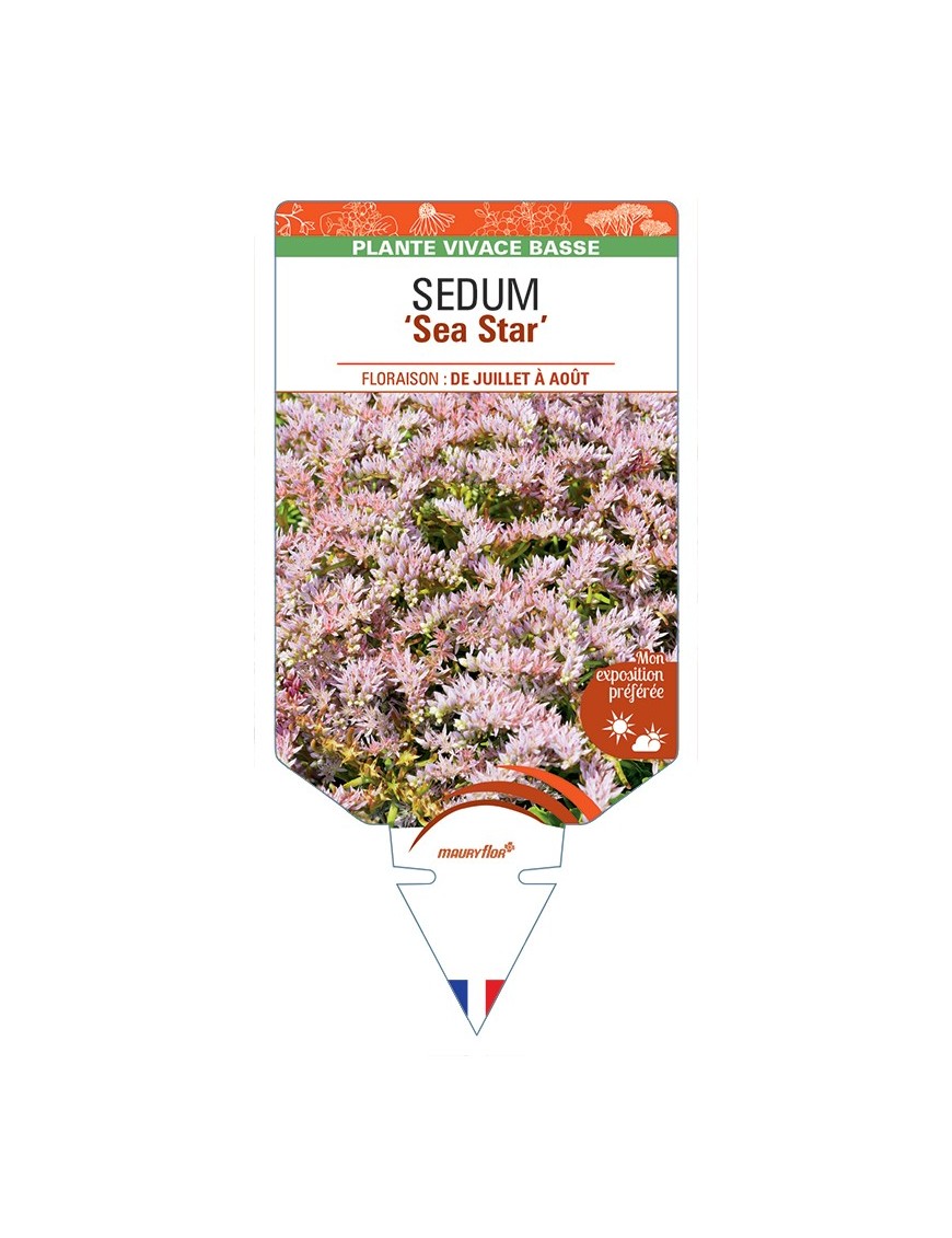 SEDUM (pulchellum) Sea Star