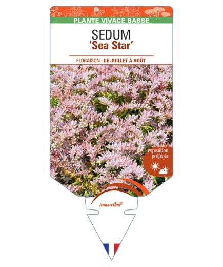 SEDUM (pulchellum) Sea Star