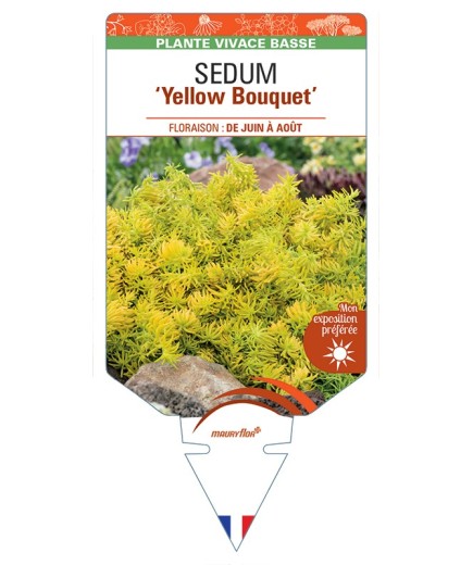 SEDUM (reflexum) Yellow Bouquet