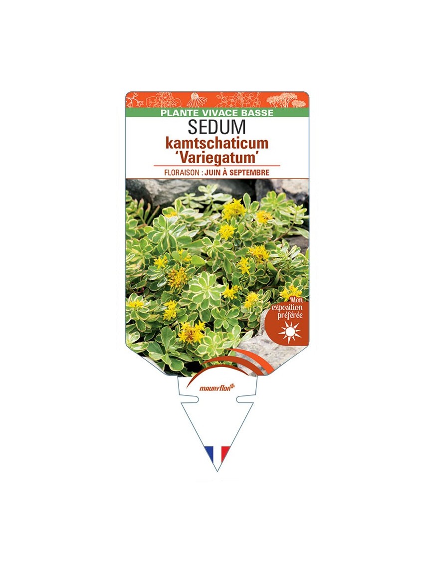 SEDUM kamtschaticum 'Variegatum' (jaune)