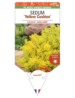 SEDUM (reflexum) Yellow Cushion
